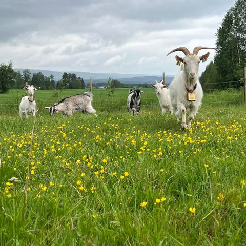 Kasjmir geiter  (sone 4)