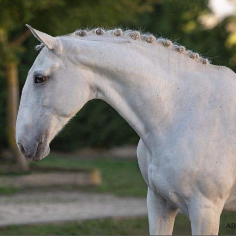 Grand Prix Lusitano hoppe