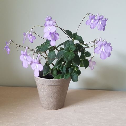 Streptocarpus saxorum sommerblomst/ inne plante