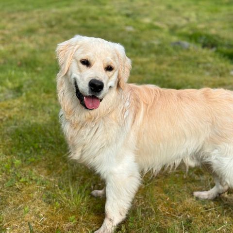 Golden Retriever «Forvert/deleie»