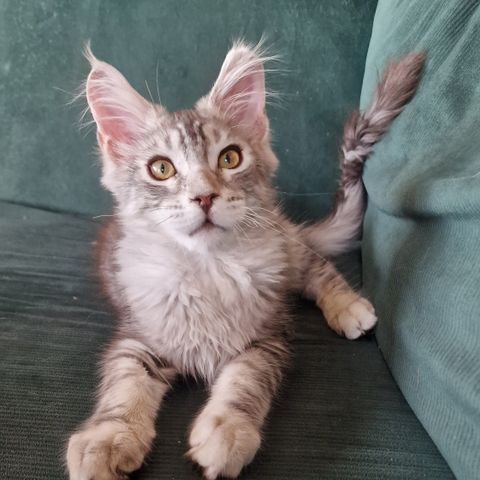 Maine coon jente m/ stamtavle.