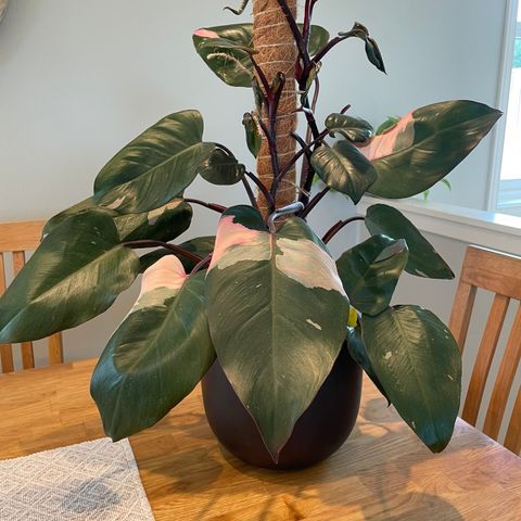 Philodendron Pink Princes