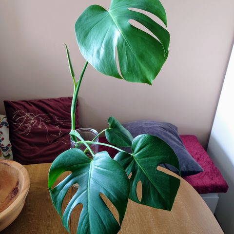 Monstera plante / stiklinger