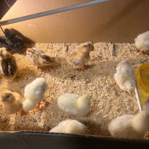 Kyllinger til salgs