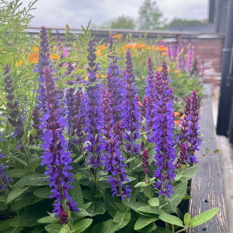 Salvia Nemorosa - staude