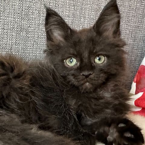 Maine Coon kattunge u/stamtavle RESERVERT