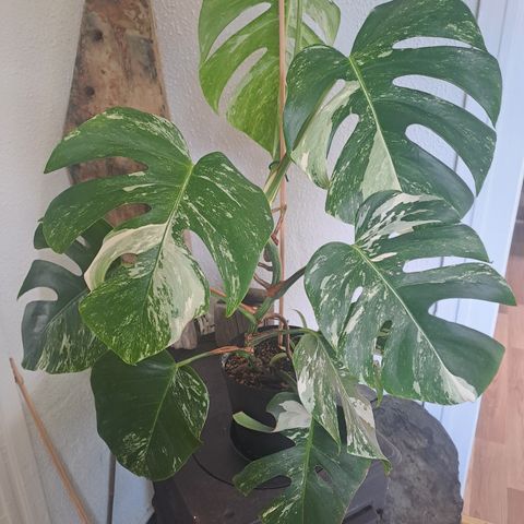 Stor fin Monstera Variegata selges. Nå 10 blader..