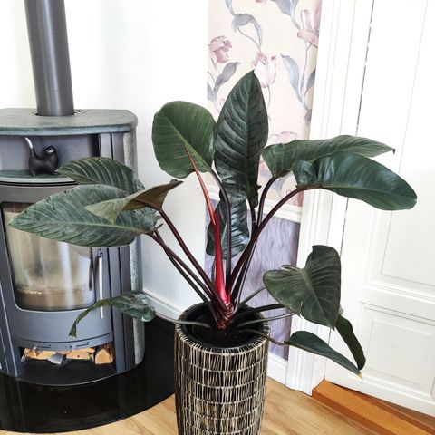 Philodendron 'Rojo Congo'