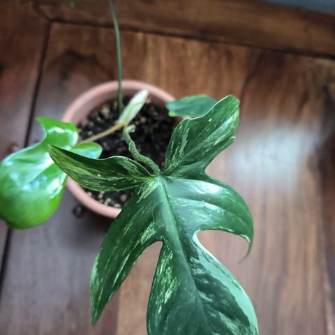 Philodendron Florida Beauty