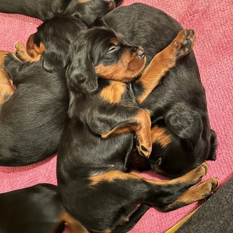 Gordonsetter valper Bergen gordon setter ledige