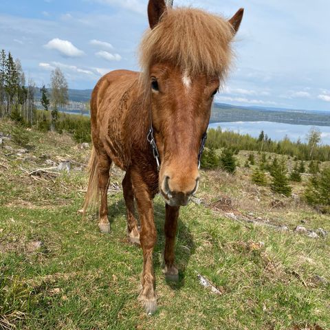 Fôrrytter søkes til Islandshest.