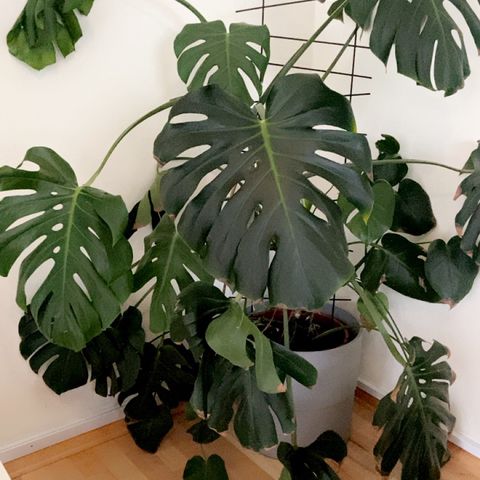 Stor monstera big form