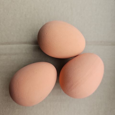 Falske egg