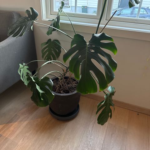 Monstera selges