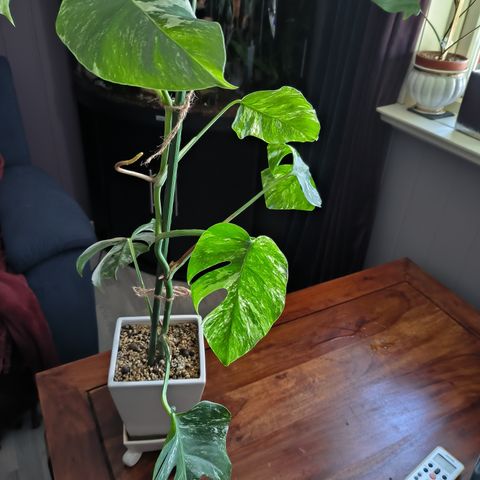 Monstera Albo Variegata