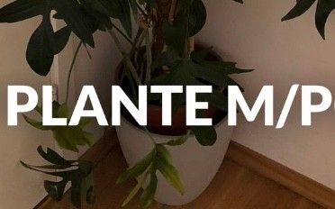 Plantepotte grå