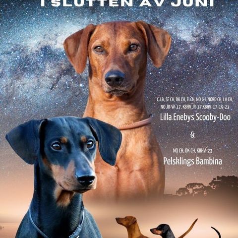 Pinscher valper 1 tispe + 1 hannhund ledig