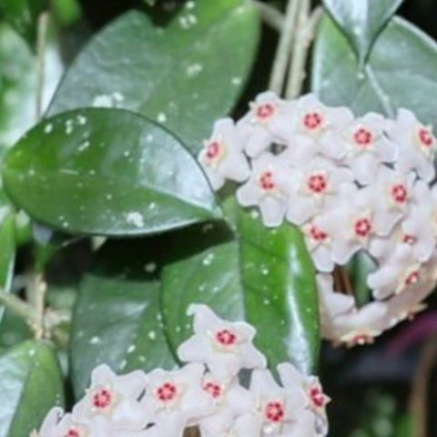 Hoya Carnosa hele plante