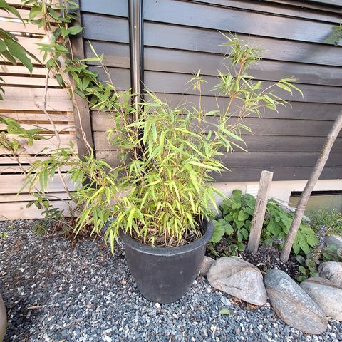 Bambus, Rufa i potte, (1 meter med potte)