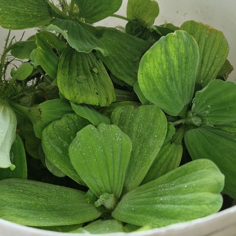 Pistia stratiotes