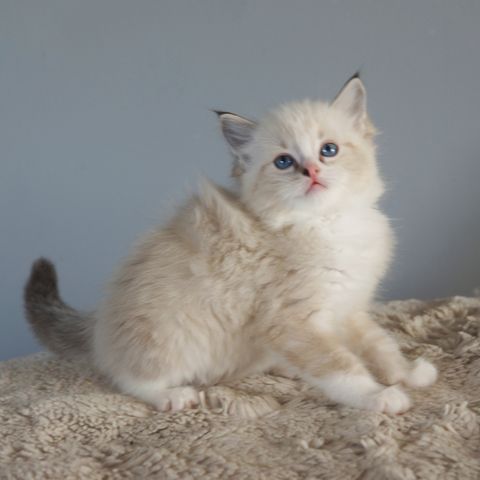 Brun Tabby Mitted Ragdoll Gutt Kattunge