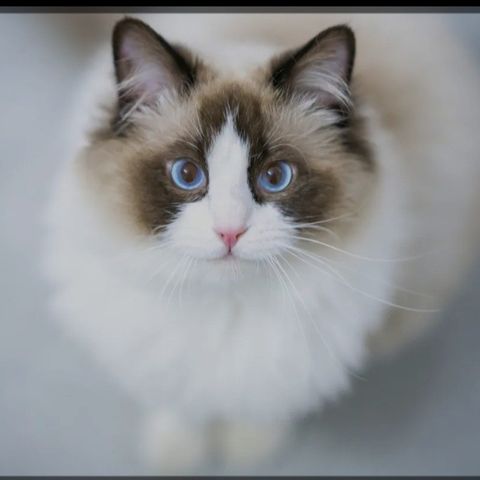 Ønsker Ragdoll katt