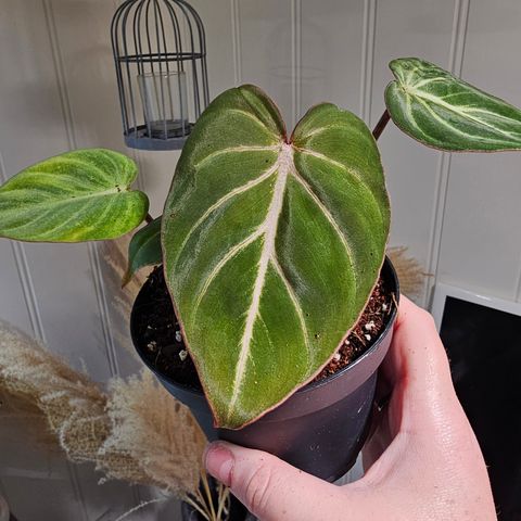 Philodendron Gloriosum Zebra pink back