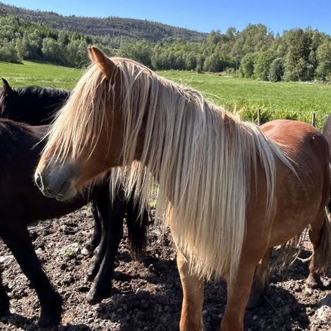 Vakker 2-års hingst