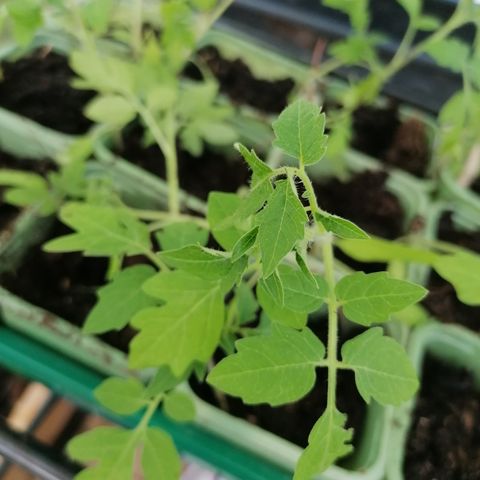 Sesongens tomatplanter er nå klare 🍅