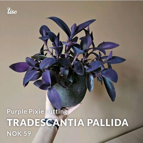 Tradescantia Pallida 'purple pixie' cutting stikling