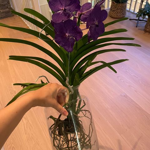 Orkide, Vanda m vase selges