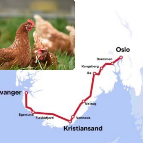 Verpeklare høner- Stavanger- Kristiansand- Oslo