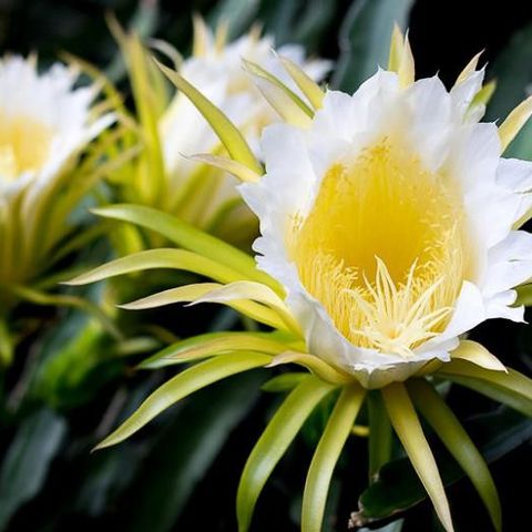 Liten plante av Hylocereus undatus Dragefrukt