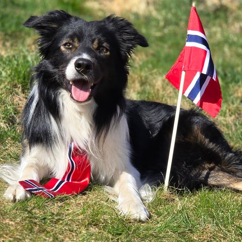 Border Collie 2år