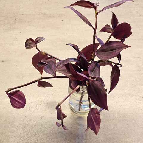 Store siklinger av Tradescantia zebrina "Deep purple".