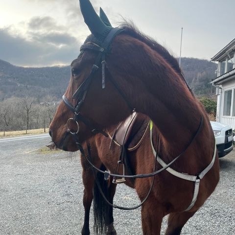 Rytter ønsker  hest på fôr 😊