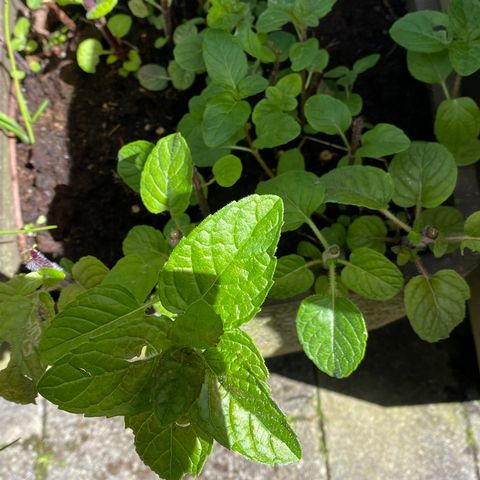 Solbærmynte stor plante - Spiselig vinterherdig plante