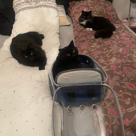 Tre nydelige katter søker nye hjem