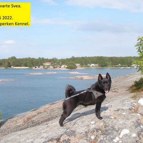 4 schipperkevalper (kommer for salg)