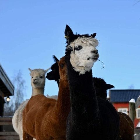 Fem flotte alpakka hopper til salgs