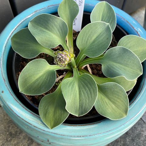 Hosta Mouse Ears