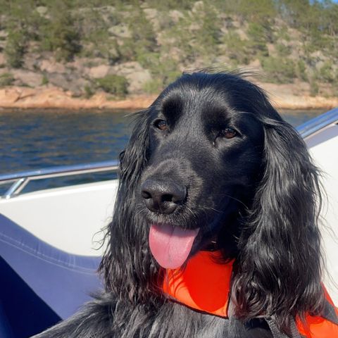 Cocker spaniel ønsker hundepass i sommer