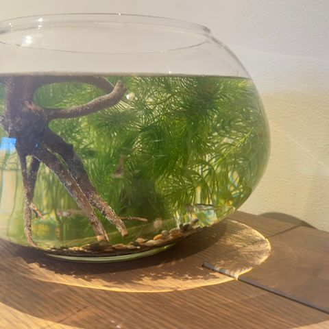 liten akvarium med guppy