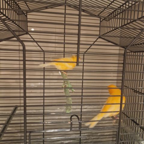 Kanari fugler til selge med bur