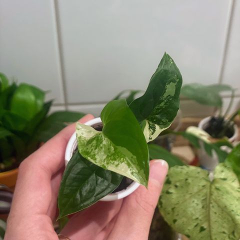 Syngonium Albo variegata