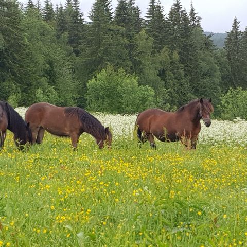 Stallplass til leie med ridehus og fine turmuligheter