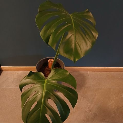 Monstera plante