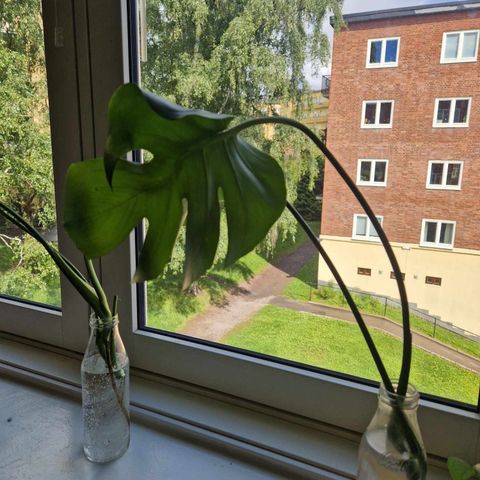 Monstera stikling