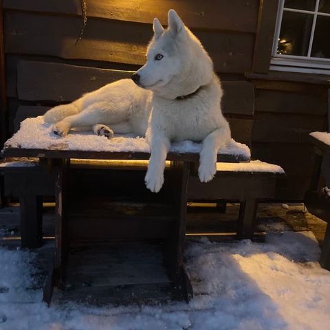 Siberian Husky valper ventes