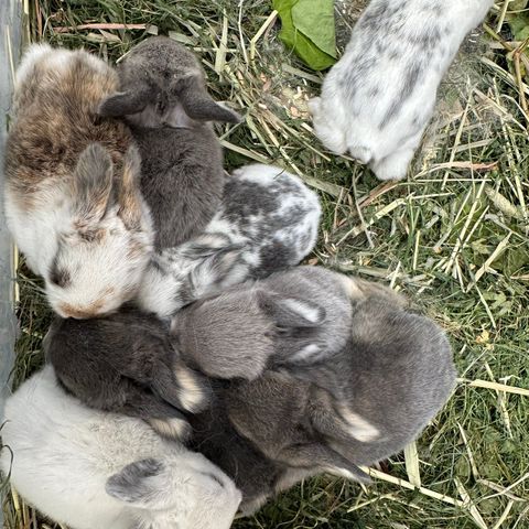 Dvergvedde-kaninunger